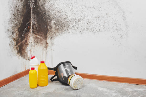 Best Attic Mold Removal  in Somers, WI