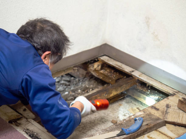 Best Local Mold Removal Service  in Somers, WI
