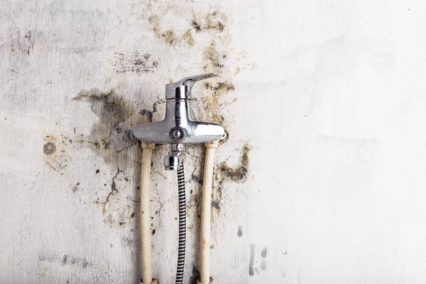 Best Emergency Mold Removal  in Somers, WI