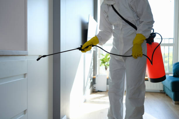 Best Certified Mold Removal  in Somers, WI