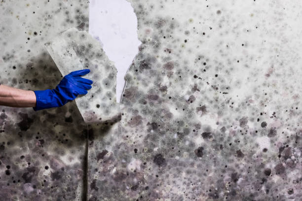 Best Emergency Mold Removal  in Somers, WI